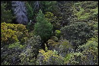 Trees and shrubs from Hosmer Grove overlook. Haleakala National Park, Hawaii, USA.