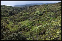 Forested hillside below Haleakala. Haleakala National Park, Hawaii, USA.