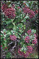 Sandalwood berries. Haleakala National Park, Hawaii, USA.