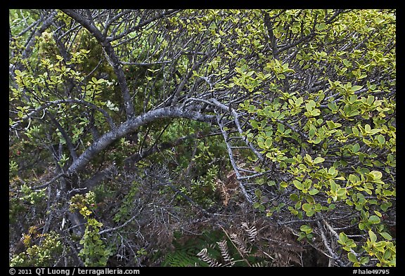 Pilo (Coffee family, Coprosma montana). Haleakala National Park, Hawaii, USA.