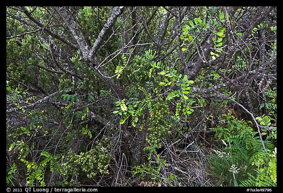 Ohelo (Blueberry family). Haleakala National Park (color)