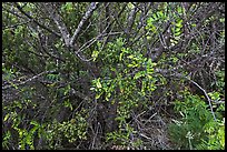 Ohelo (Blueberry family). Haleakala National Park ( color)