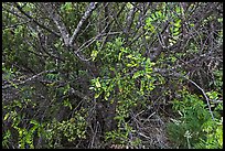 Ohelo (Blueberry family). Haleakala National Park, Hawaii, USA. (color)