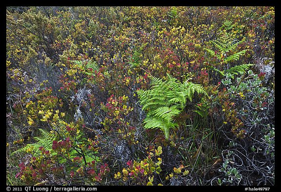 Native ferns and shrubs. Haleakala National Park, Hawaii, USA.