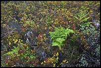 Native ferns and shrubs. Haleakala National Park, Hawaii, USA. (color)