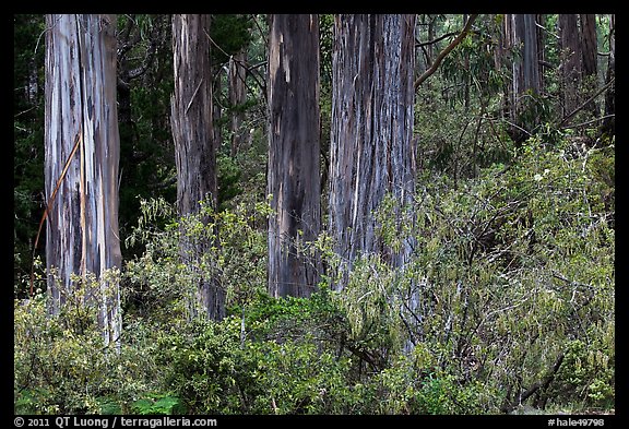 Blue Gum Eucalyptus (Eucalyptus globulus). Haleakala National Park, Hawaii, USA.