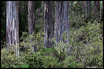 Blue Gum Eucalyptus (Eucalyptus globulus). Haleakala National Park, Hawaii, USA.