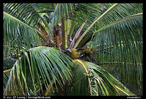 Coconot tree and fruits. Haleakala National Park, Hawaii, USA.