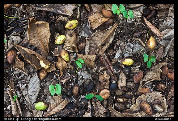 Fallen tropical almond (Kamani). Haleakala National Park, Hawaii, USA.