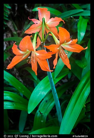 Wild lily. Haleakala National Park (color)