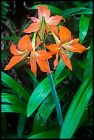 Wild lily. Haleakala National Park, Hawaii, USA.