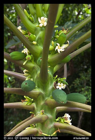 Papaya fruit and flowers. Haleakala National Park, Hawaii, USA.