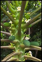 Papaya fruit and flowers. Haleakala National Park ( color)