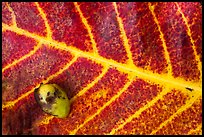 Close-up of red leaf and green nut. Haleakala National Park, Hawaii, USA. (color)