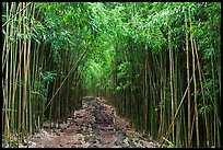 Trail through bamboo canopy. Haleakala National Park, Hawaii, USA.