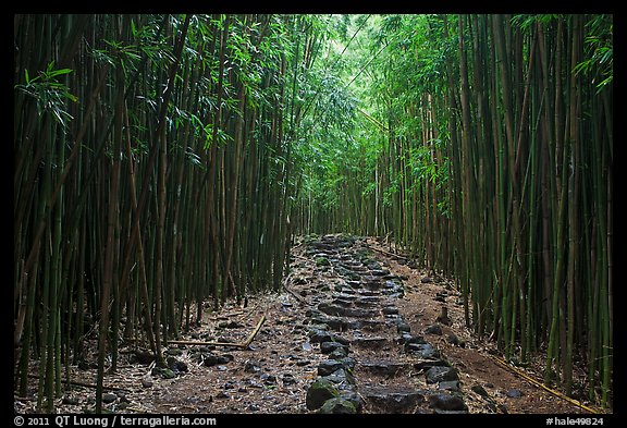 Trail through bamboo forest. Haleakala National Park, Hawaii, USA.