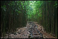 Trail through bamboo forest. Haleakala National Park, Hawaii, USA.