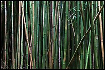 Bamboo stems. Haleakala National Park, Hawaii, USA.