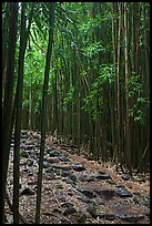 Bamboo lined path - Pipiwai Trail. Haleakala National Park, Hawaii, USA.