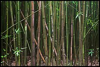 Dense Bamboo forest. Haleakala National Park, Hawaii, USA. (color)