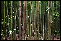 Dense Bamboo forest. Haleakala National Park, Hawaii, USA.