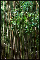 Bamboo stems and leaves. Haleakala National Park, Hawaii, USA.