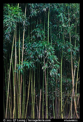 Thick Bamboo forest. Haleakala National Park, Hawaii, USA.