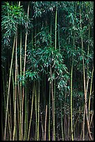 Thick Bamboo forest. Haleakala National Park, Hawaii, USA. (color)