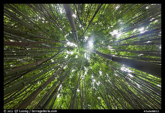 Looking up bamboo forest. Haleakala National Park, Hawaii, USA.