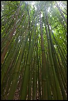 Looking up dense bamboo grove. Haleakala National Park, Hawaii, USA.