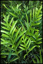 Maile-Scented Fern (Phymatosorus scolopendria). Haleakala National Park, Hawaii, USA.