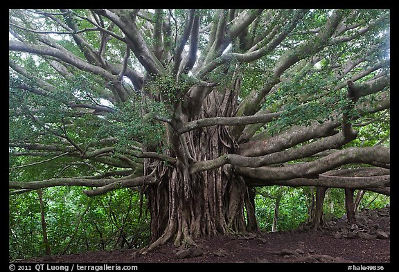 Web of wood, Banyan tree. Haleakala National Park (color)