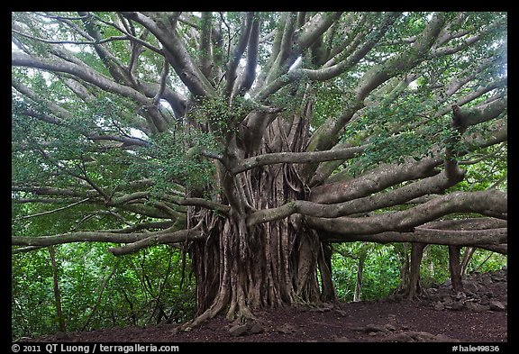 Web of wood, Banyan tree. Haleakala National Park, Hawaii, USA.