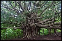 Web of wood, Banyan tree. Haleakala National Park, Hawaii, USA.