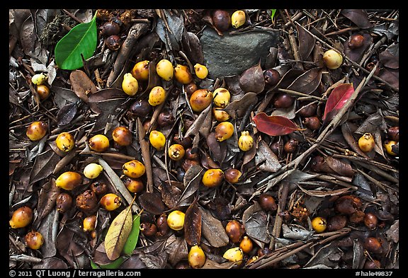 Fallen tropical almond on forest floor. Haleakala National Park, Hawaii, USA.