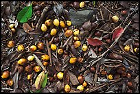 Fallen tropical almond on forest floor. Haleakala National Park, Hawaii, USA.