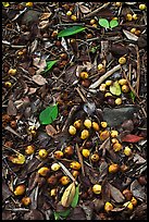 Forest floor close-up with tropical almond. Haleakala National Park, Hawaii, USA. (color)