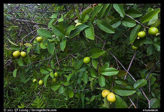 Guava fruit on tree. Haleakala National Park, Hawaii, USA.