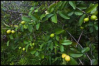 Guava fruit on tree. Haleakala National Park, Hawaii, USA. (color)