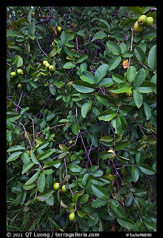 Guava tree with fruits. Haleakala National Park, Hawaii, USA.