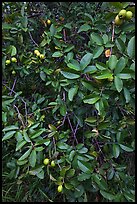 Guava tree with fruits. Haleakala National Park, Hawaii, USA. (color)