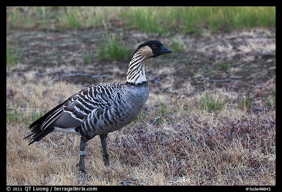 Hawaiian Goose (Nene). Haleakala National Park, Hawaii, USA.