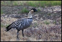 Hawaiian Goose (Nene). Haleakala National Park, Hawaii, USA.