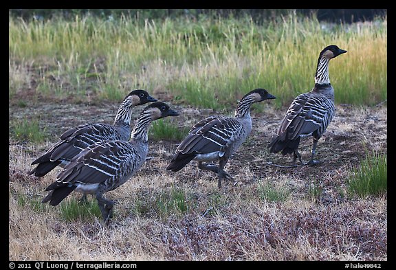 Hawaiian geese (Branta sandvicensis). Haleakala National Park, Hawaii, USA.