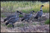 Hawaiian geese (Branta sandvicensis). Haleakala National Park ( color)