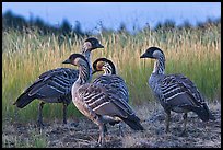 Nene (Branta sandvicensis). Haleakala National Park ( color)