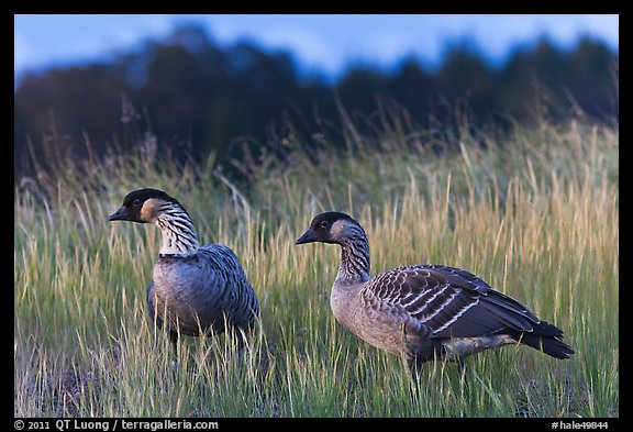 Nene geese. Haleakala National Park, Hawaii, USA.