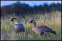 Nene geese. Haleakala National Park, Hawaii, USA.