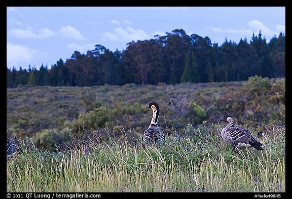 Hawaiian Geese in shrubland. Haleakala National Park (color)