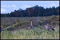 Hawaiian Geese in shrubland. Haleakala National Park, Hawaii, USA. (color)